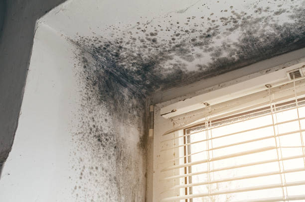 Affordable Mold Removal solutions in Dayton, NJ